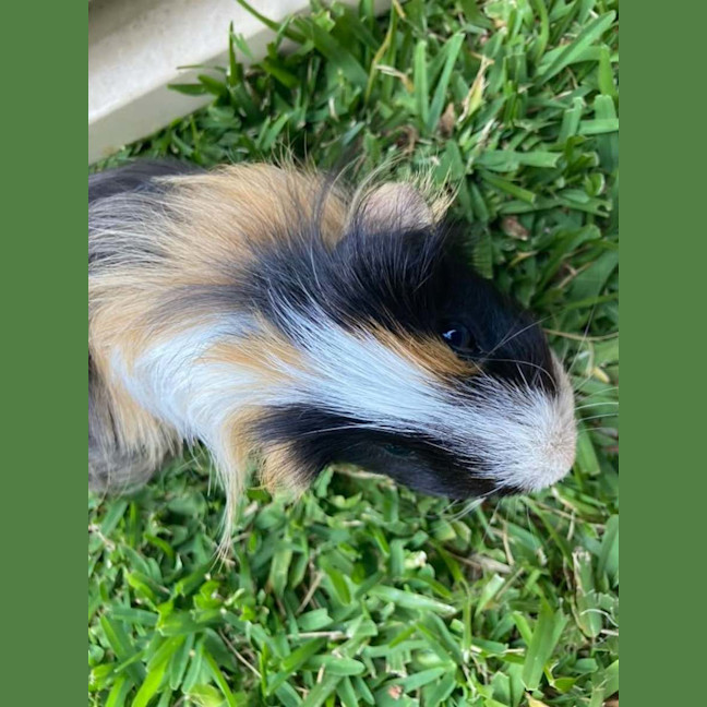 Photo of Pumpkin & Bean