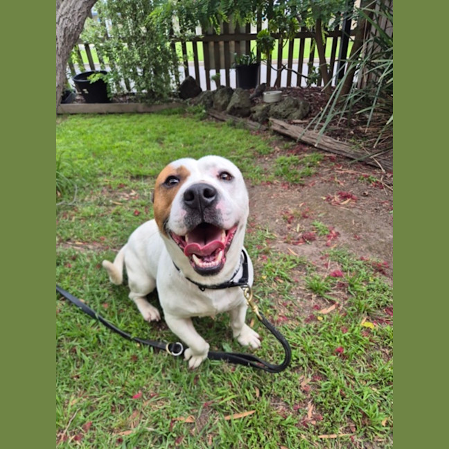 Photo of Hugo (67515)