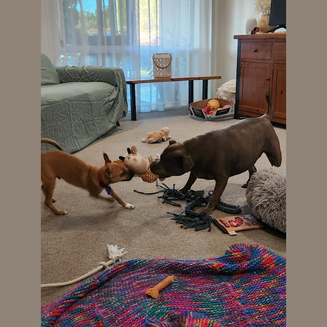 Photo of Micky   4 Month Old Chihuahua X