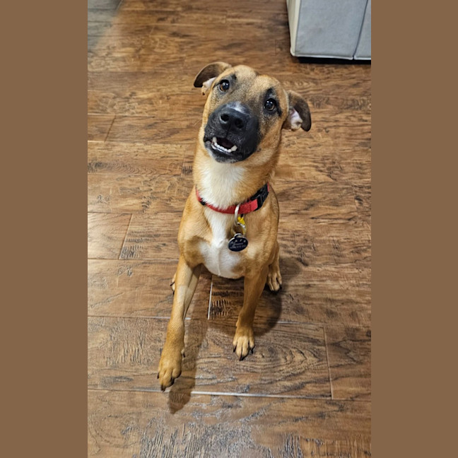 Photo of Bandit