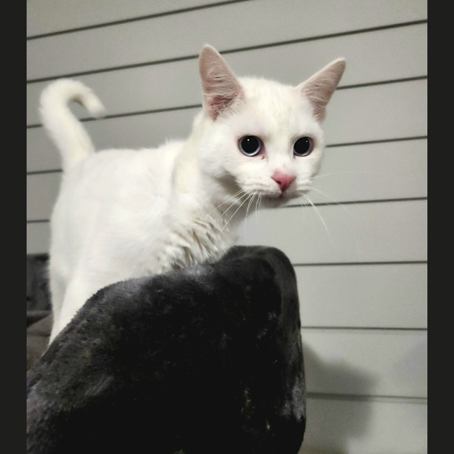 Photo of Kimba