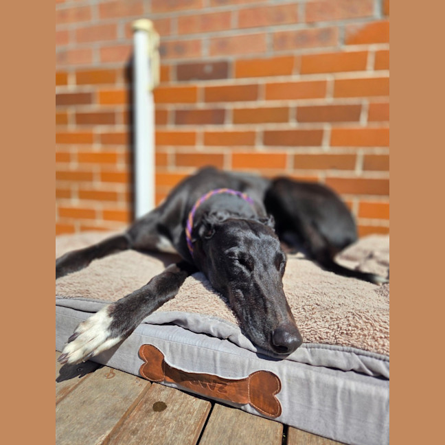 Photo of Drew, The Greyhound