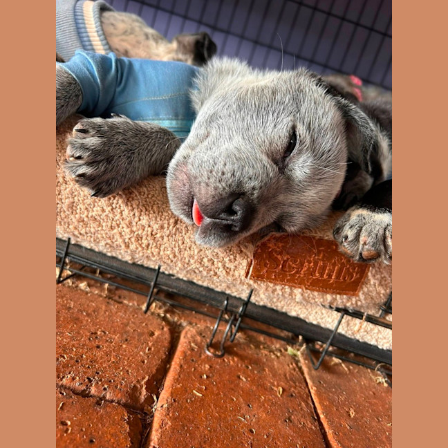Photo of Luigi