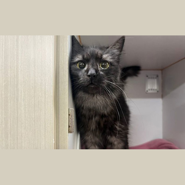 Photo of Shadow