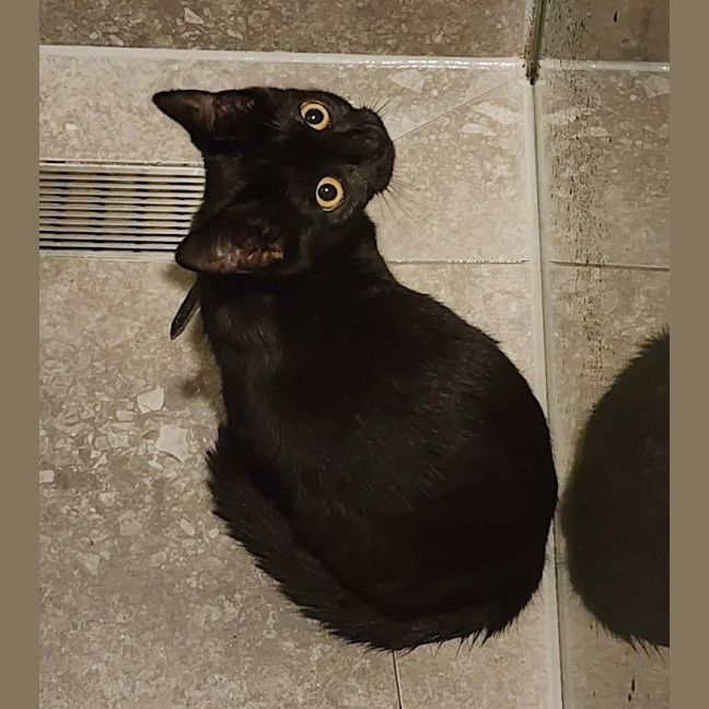 Photo of Emelda   In Foster Care In Avondale Heights