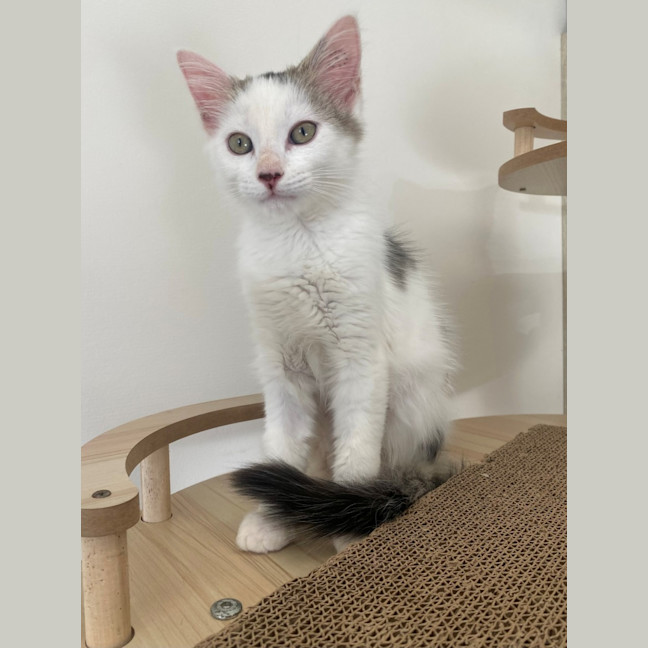 Photo of C1449 Sasha