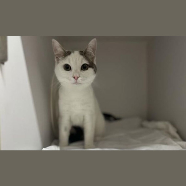 Photo of Petal