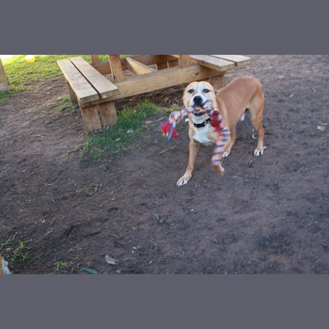 Photo of Toby