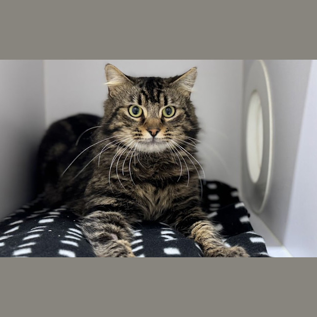 Photo of Basil