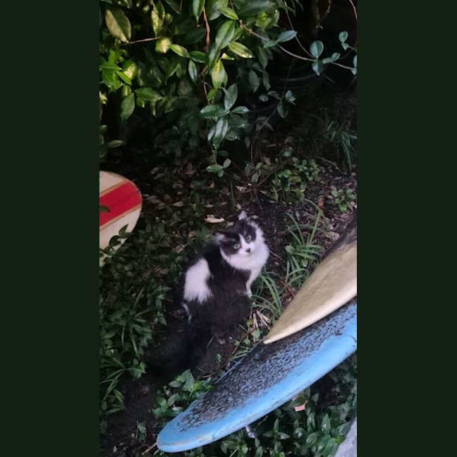 Photo of Rio