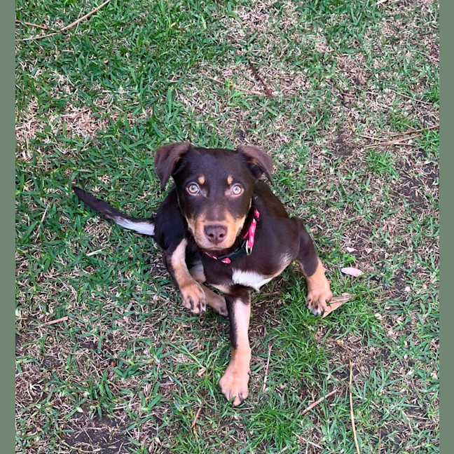 Photo of Harley