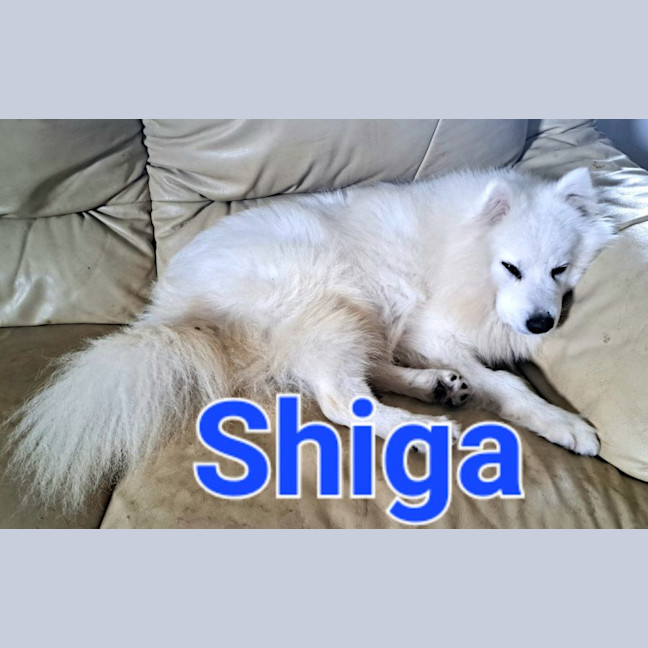 Photo of Shiga