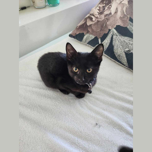 Photo of Poe