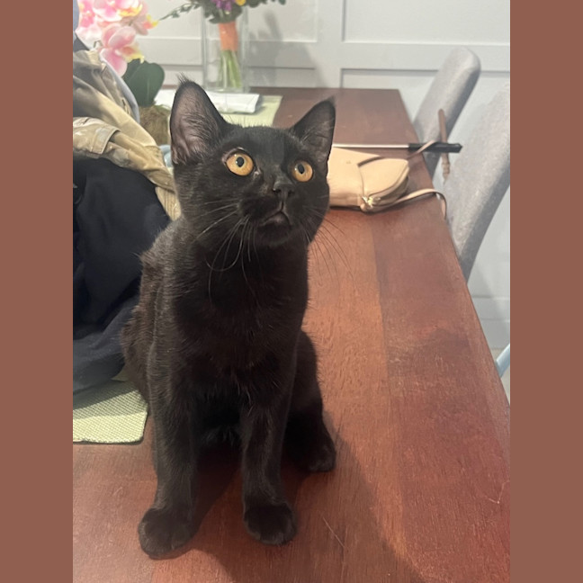 Photo of Nixon 