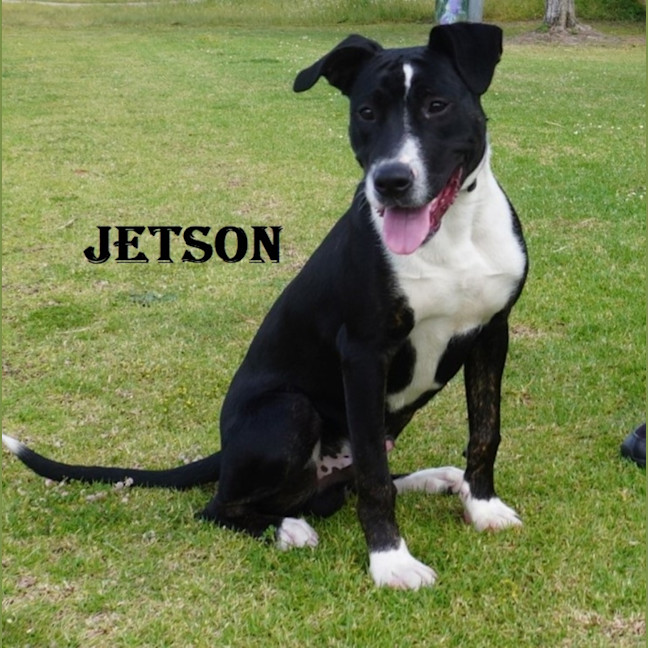 Photo of Jetson