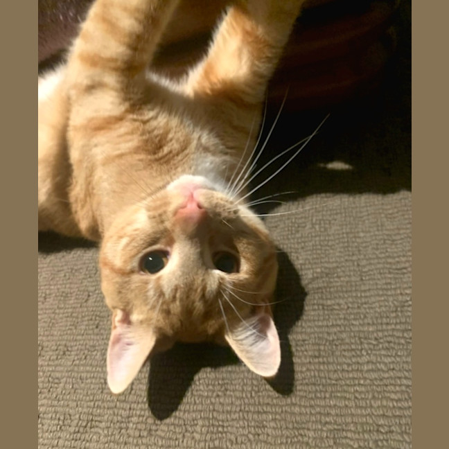Photo of Sammy
