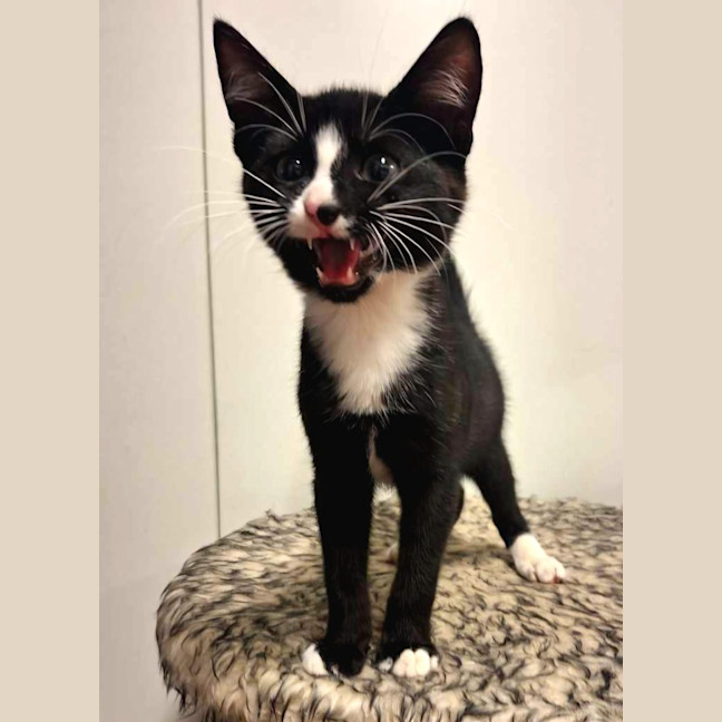 Photo of Gatsby