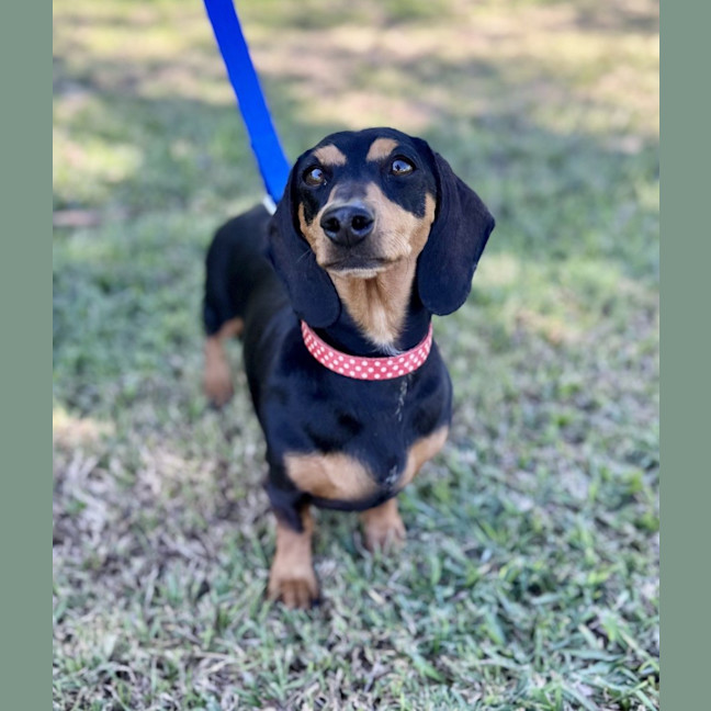 Photo of Daisy