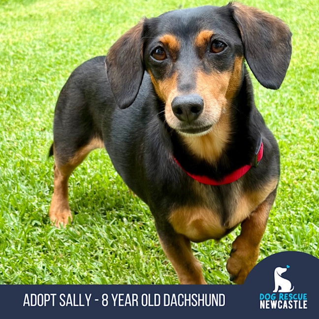 Photo of Sally   8 Year Old Dachshund