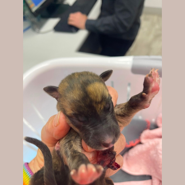 Photo of Tin Tin 27kg