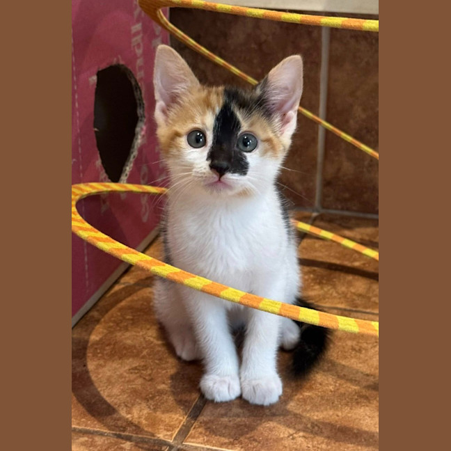 Photo of Stella Bella