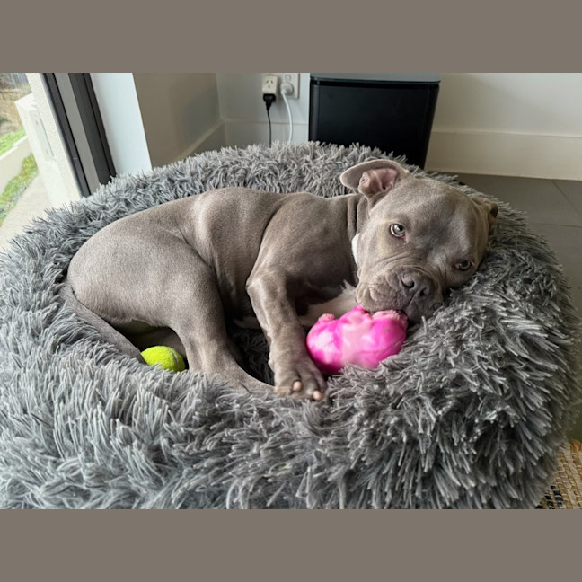 Photo of Bella