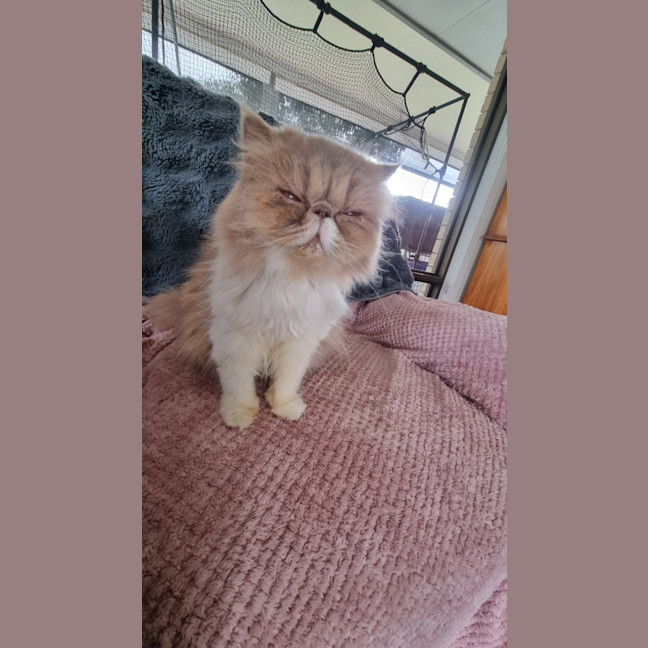 Photo of Scruffy