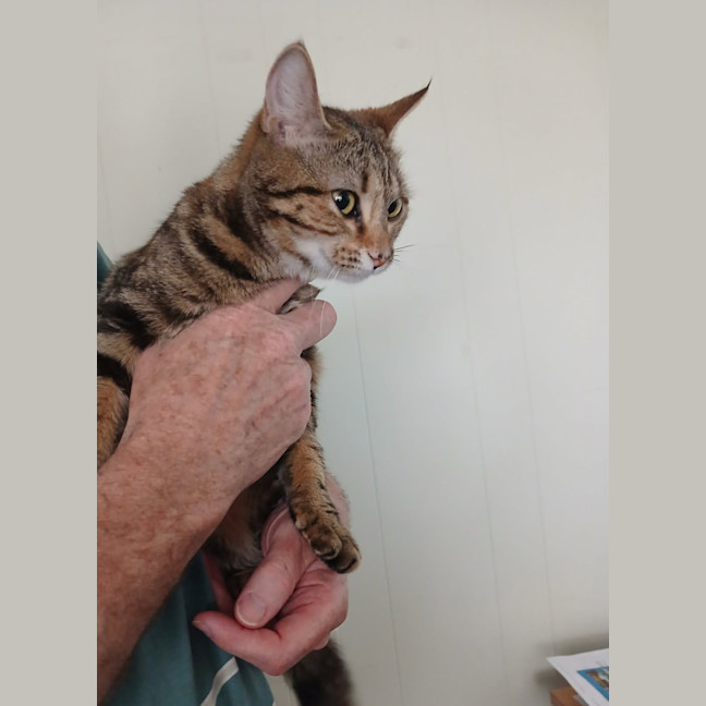 Photo of Critter   7 Month Old Domestic Short Hair