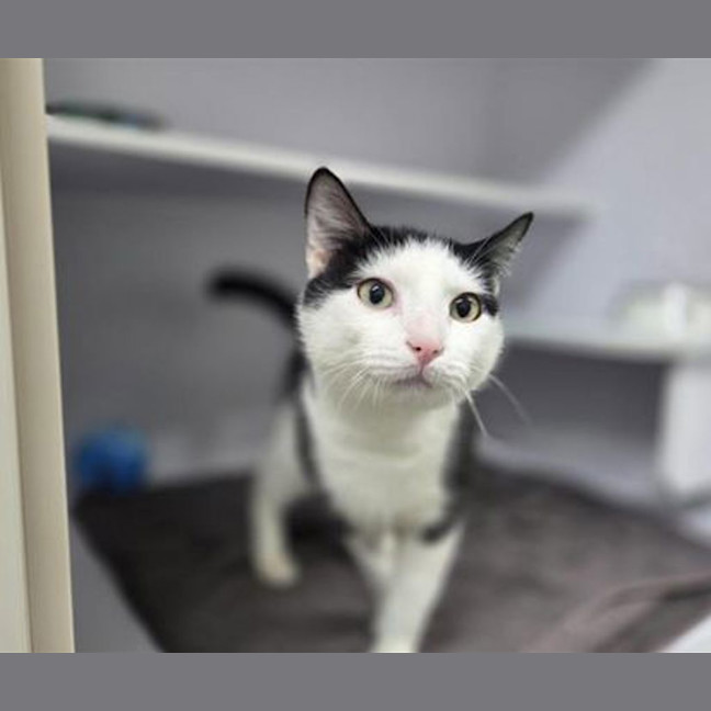 Photo of Casper