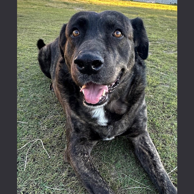Photo of Kenny *$150 Adoption Fee*