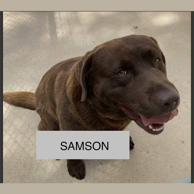 Photo of Samson 