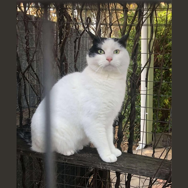 Photo of Tigger