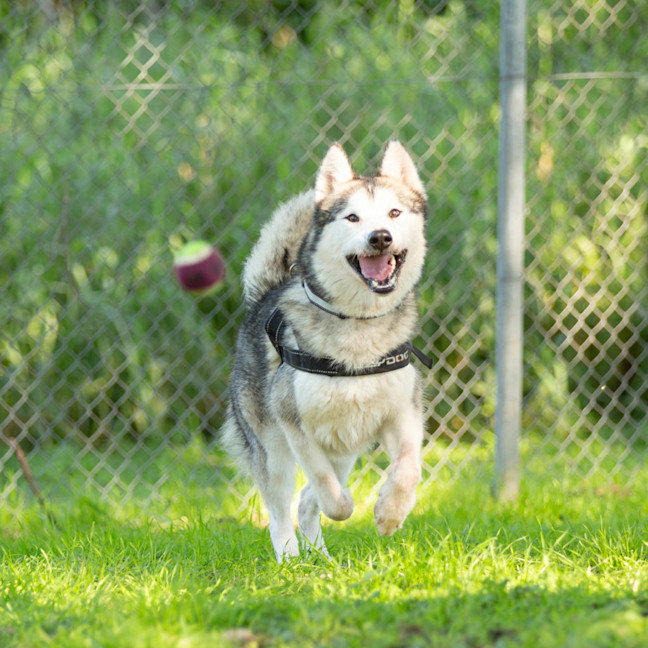 Photo of Atlas