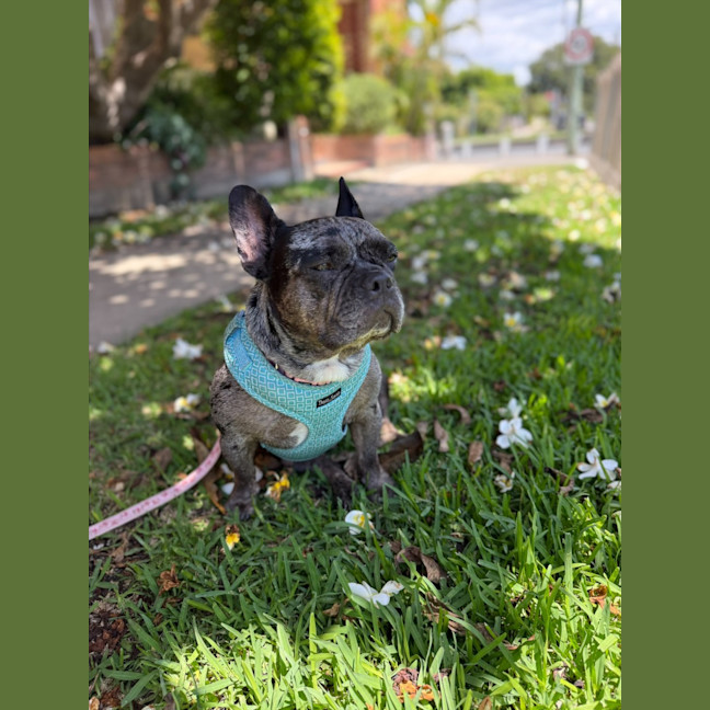 Photo of Coco   5 Year Old French Bulldog