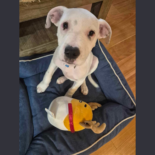 Photo of Winston