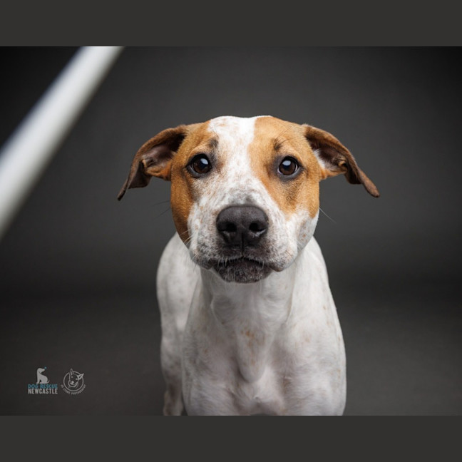 Photo of Lola   1 Year Old Cattle Dog X Staffy