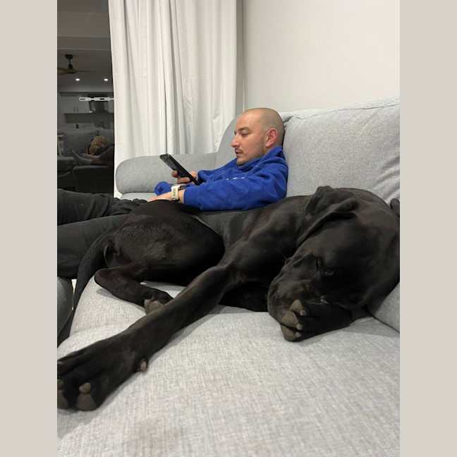 Photo of Tiny   1 Year Old Great Dane X Labrador (Trial)