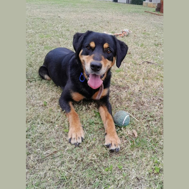 Photo of Jess   6 Year Old Kelpie X Labrador