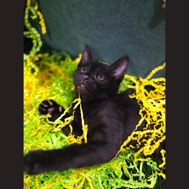 Photo of Jelly Belly