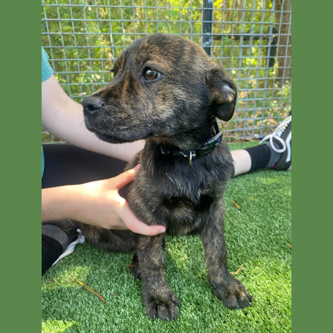 Photo of D1061 Prince