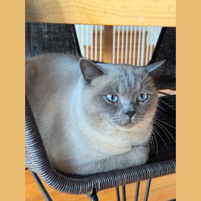 Photo of Ollie & Kobe