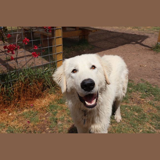 Photo of Belle