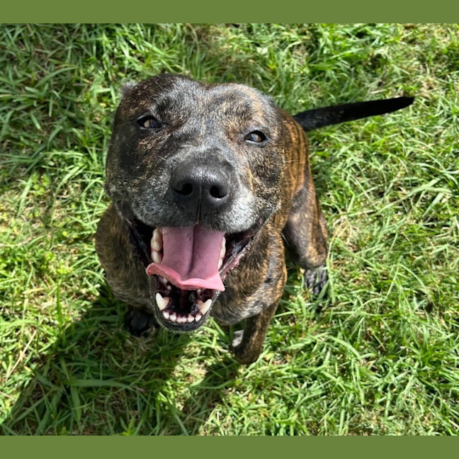 Photo of Chase (8999)