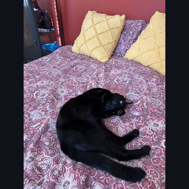 Photo of Brocky   18 Month Old Domestic Short Hair