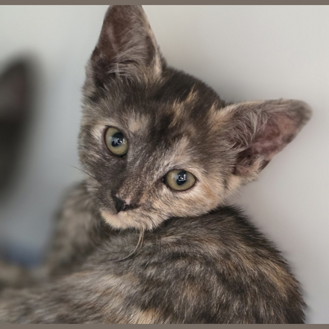 Photo of Ahsoka