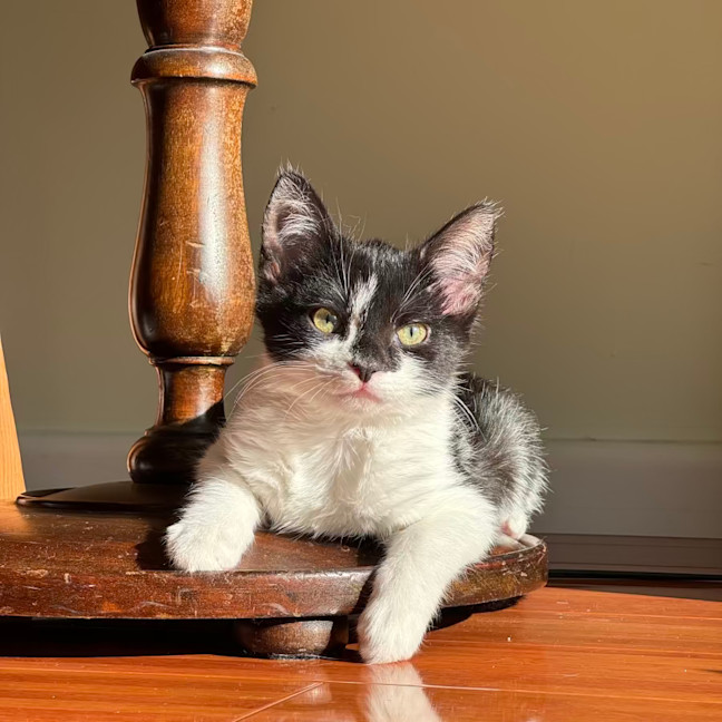 Photo of Momo **2nd Chance Cat Rescue**