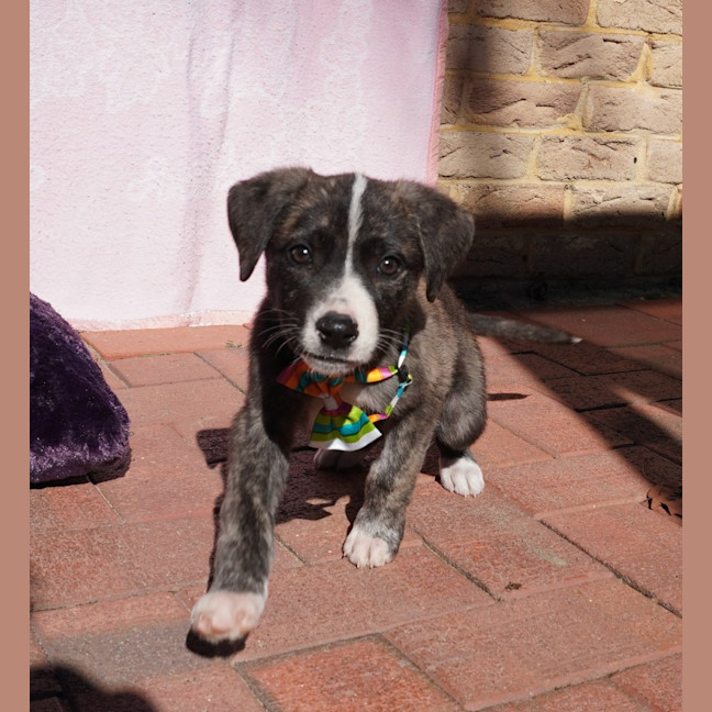 Photo of Lumi