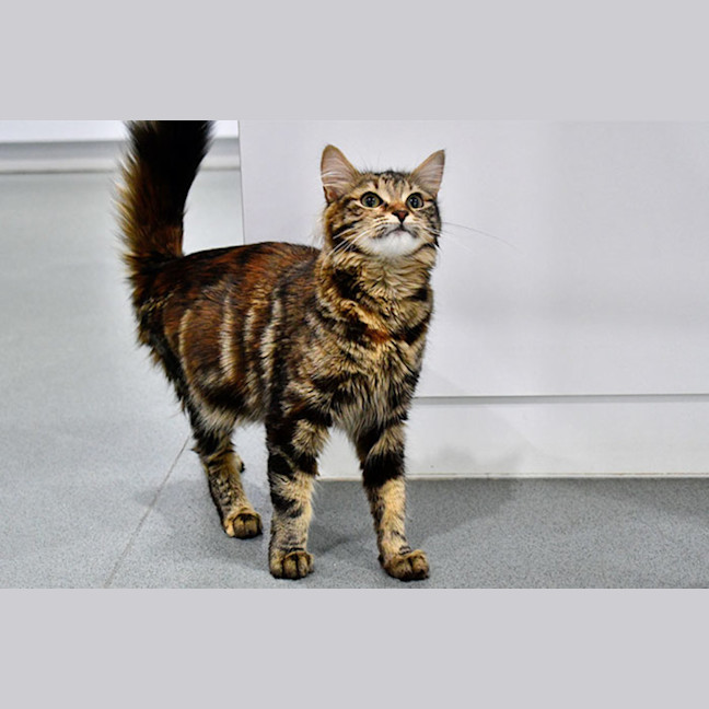 Photo of Purrfessor Minerva