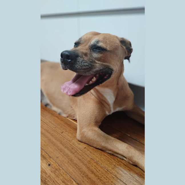 Photo of Toula   In Kennels