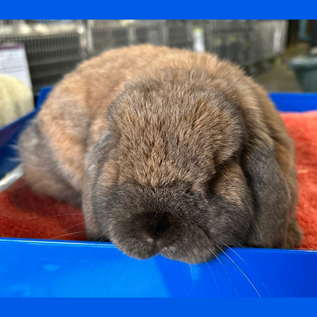 Photo of Dexter